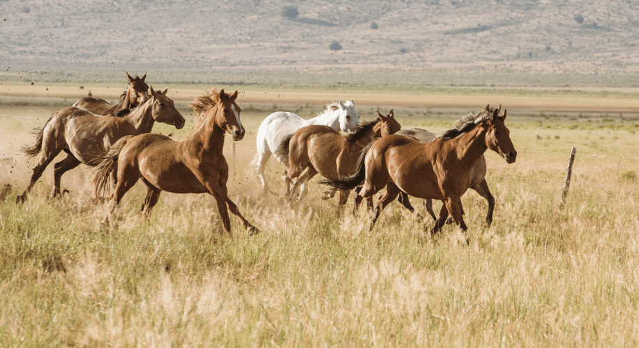 park of horses running in a field