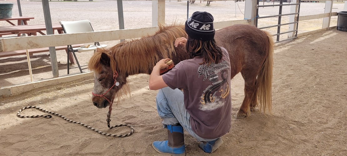 young man brushes a mini horse