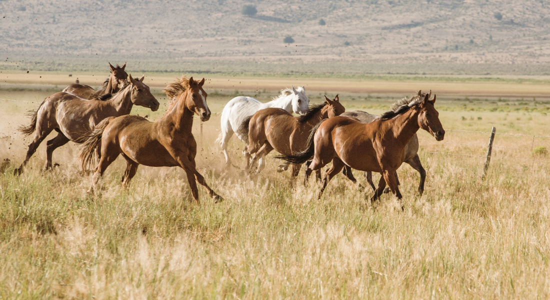 park of horses running in a field