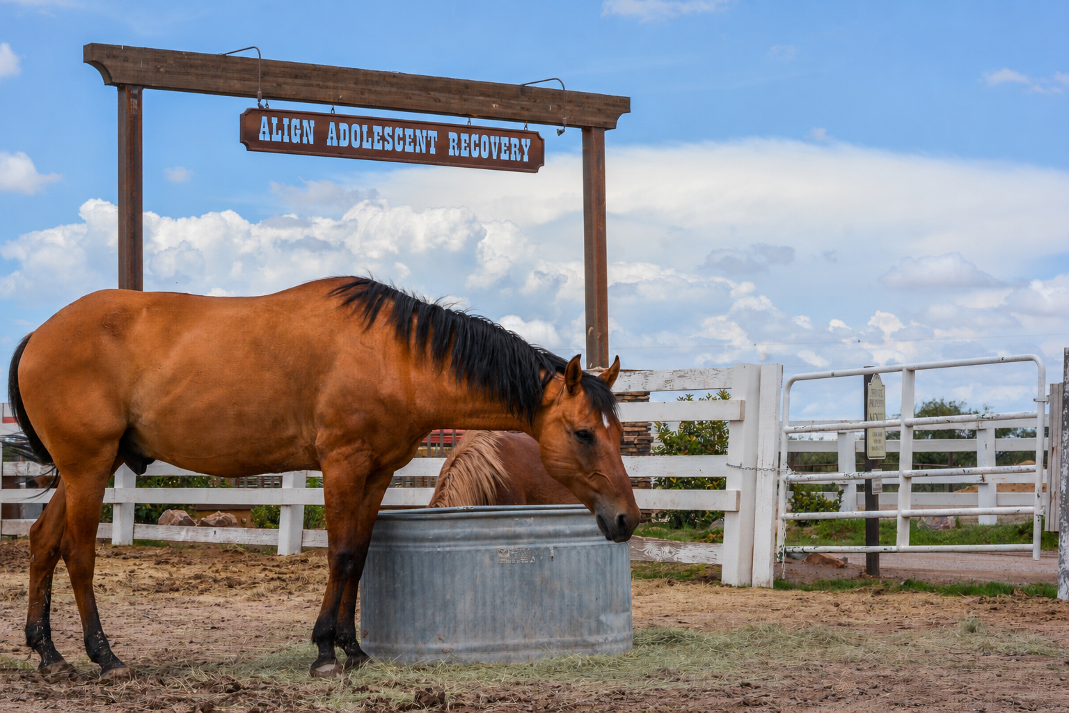 horse feeding