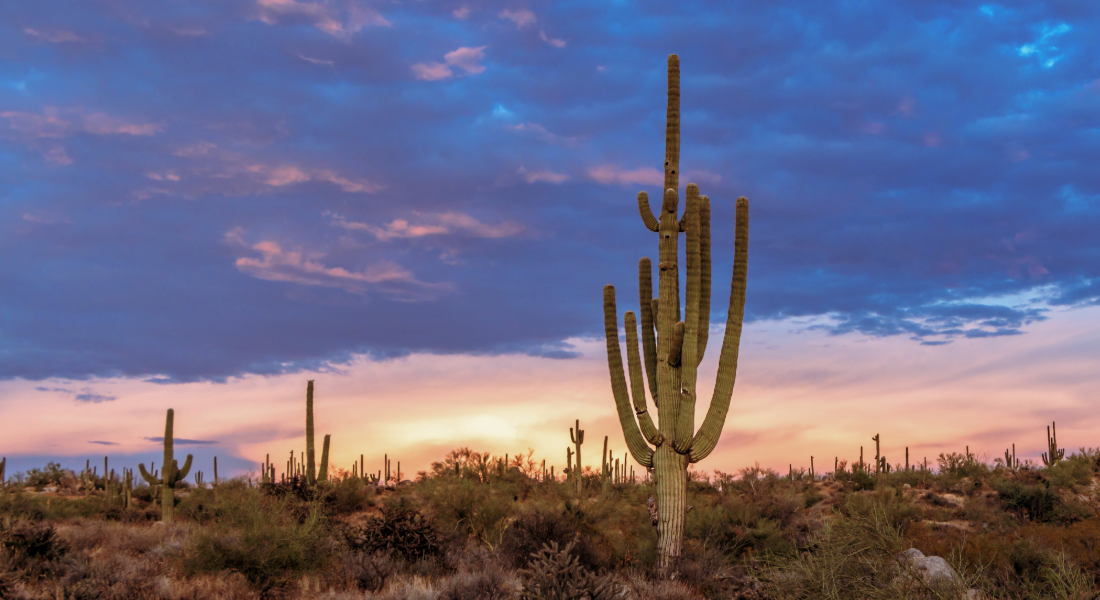 cactus at sunset