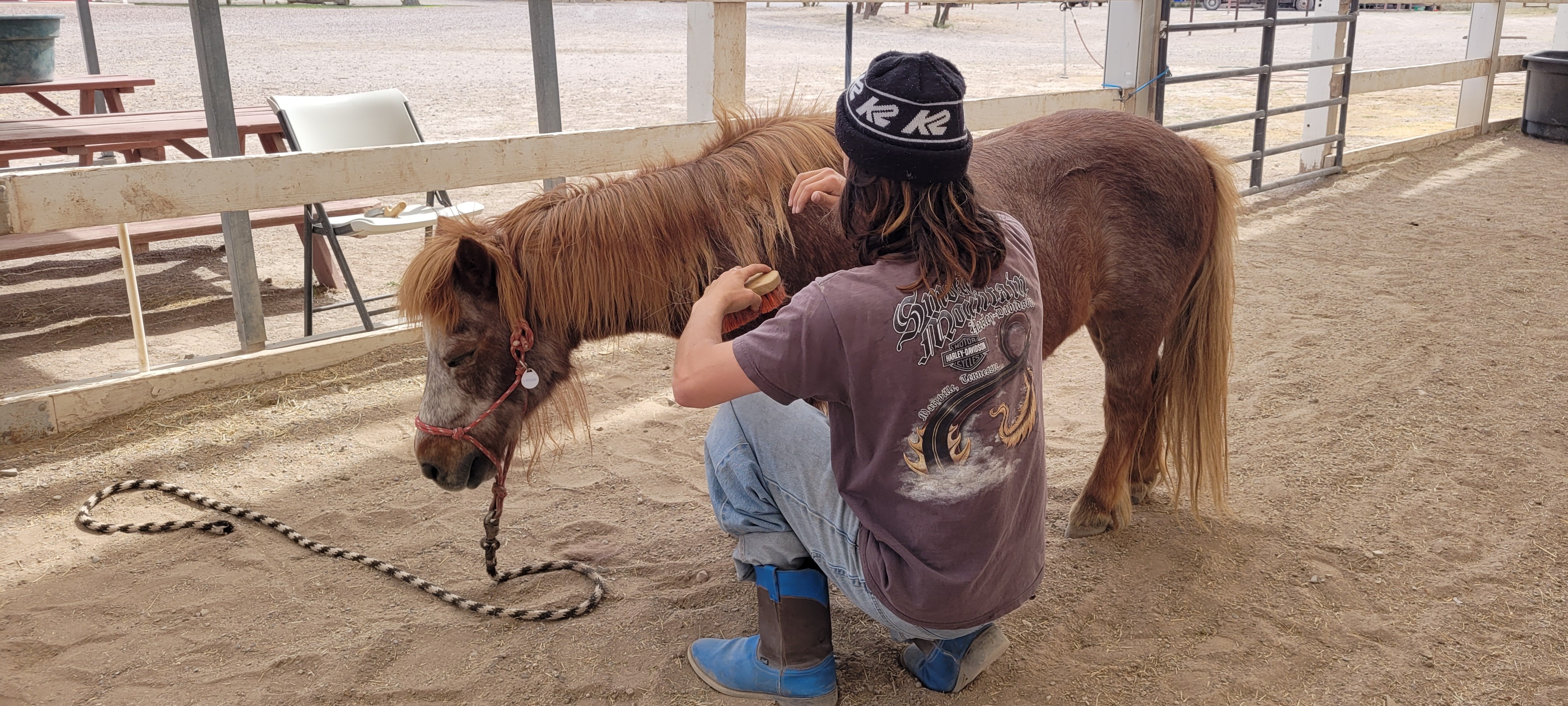 young man brushes a mini horse